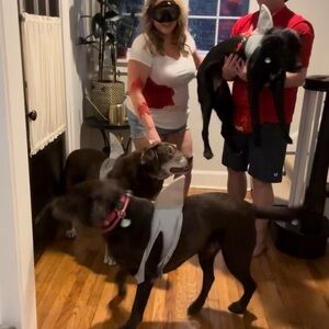 Halloween Dog Shark Costume